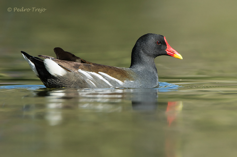 Polla de agua (Gallinula chloropus)